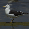 1cy fuscus in August, ringed in Finland. (81365 bytes)